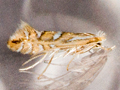Phyllonorycter lantanella